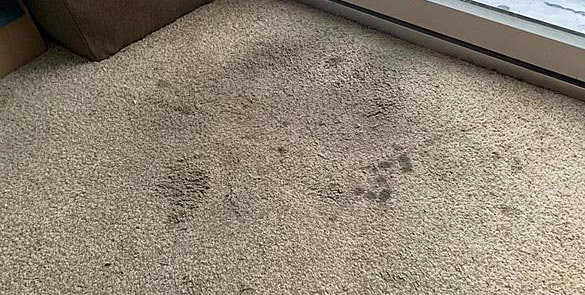 End Of Lease Carpet Cleaning Woolloongabba Now